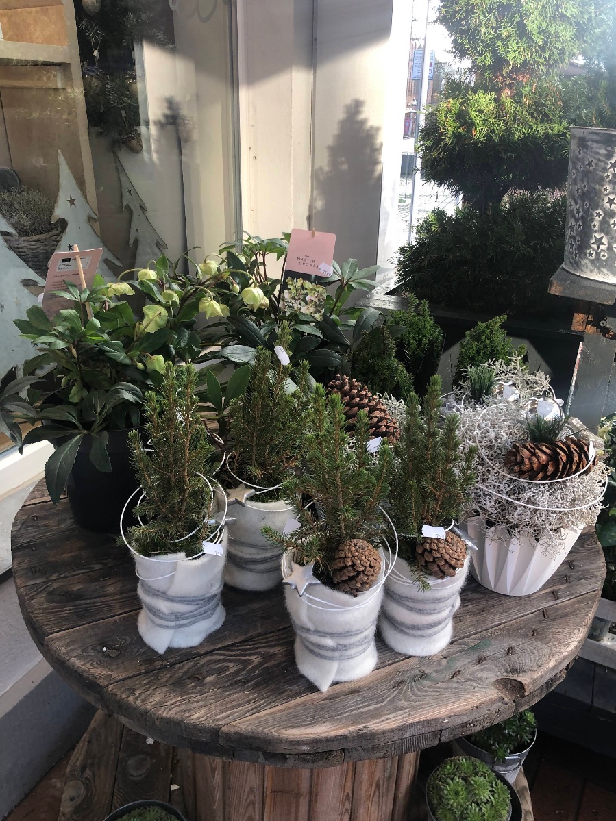 Arrangement im Blumenhaus